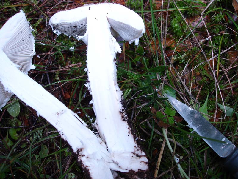 2 dic.2 Murgia barese (Amanita strobiliformis)